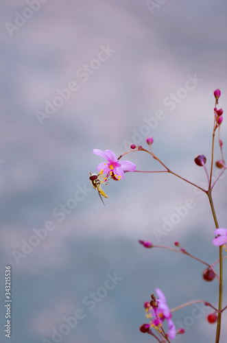 Primer plano de un peque  o insecto rondando unas flores rosas en un jard  n  