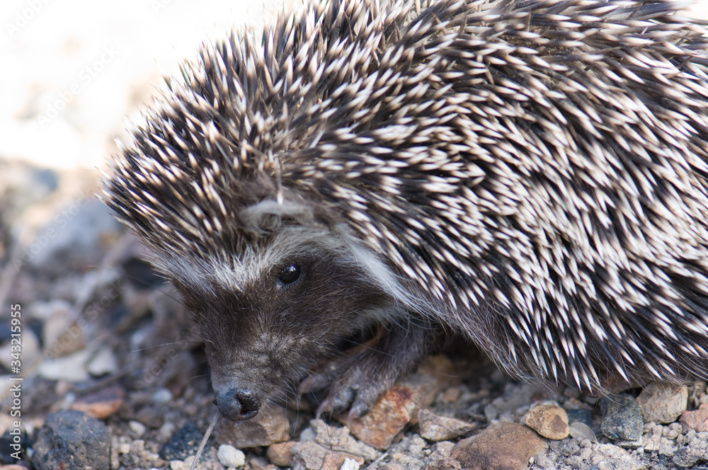 Fototapeta premium North African hedgehog Atelerix algirus. Cruz de Pajonales. Integral Natural Reserve of Inagua. Tejeda. Gran Canaria. Canary Islands. Spain.