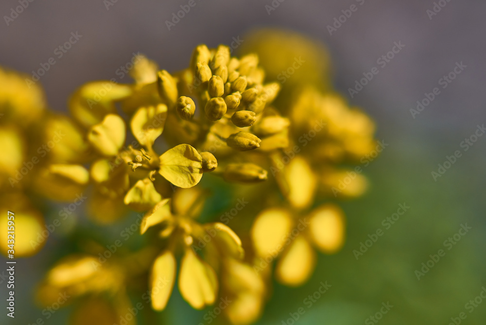 Fresh yelloe Euphorbia characias flower or Albanian spurge, species of flowering plant