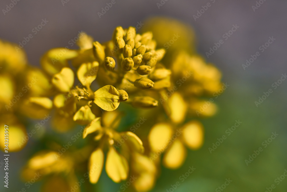 Fresh yelloe Euphorbia characias flower or Albanian spurge, species of flowering plant Fresh yelloe Euphorbia characias flower or Albanian spurge, species of flowering plant