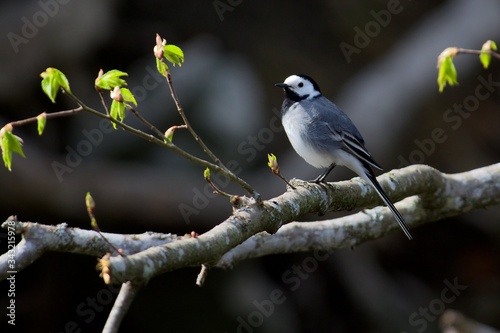 White wagtail on a branch