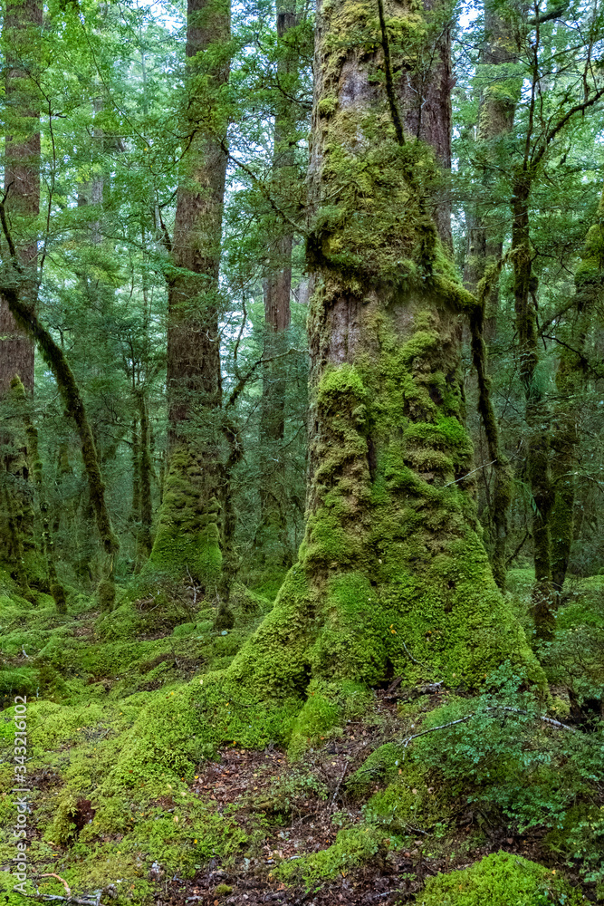 Obraz premium Lake Gunn Nature Walk, Fiordland National Park, South Island, New Zealand