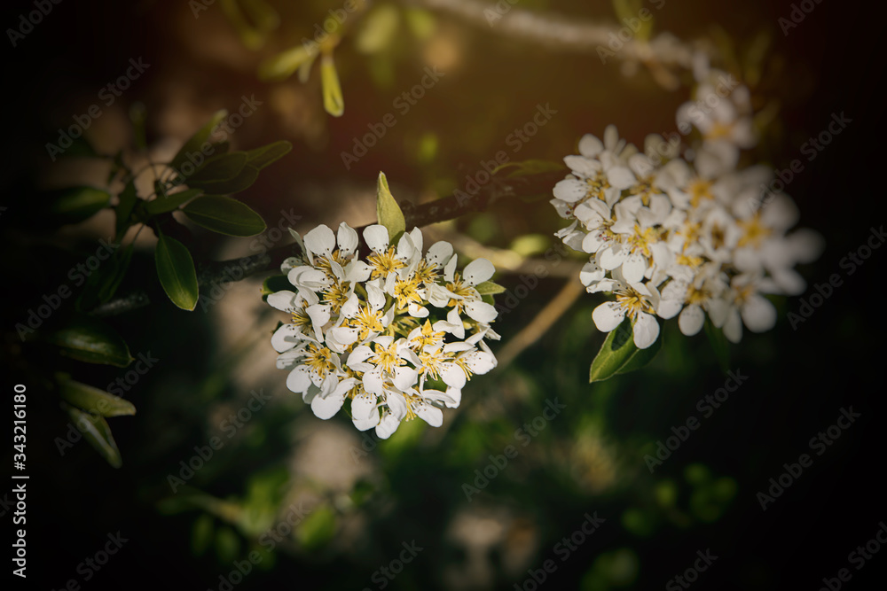 white flowers of a fruit tree blossoming in spring white flowers of a fruit tree blossoming in spring