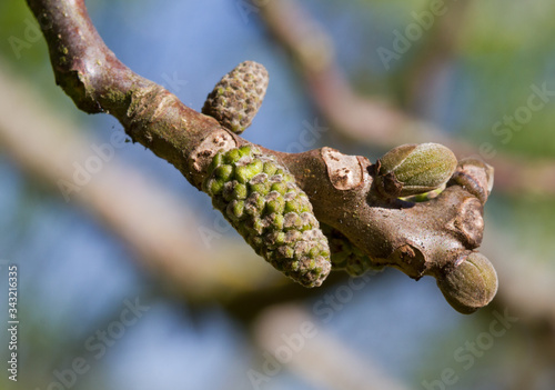 Male flowers, catkins, and budding leaves of Common walnut tree in spring