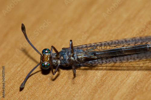 Dead antlion Myrmeleon alternans on a table. Cruz de Pajonales. Tejeda. Gran Canaria. Canary Islands. Spain. photo