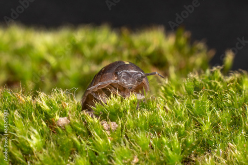 Roly Poly (pill bug) on in moss on the prowl