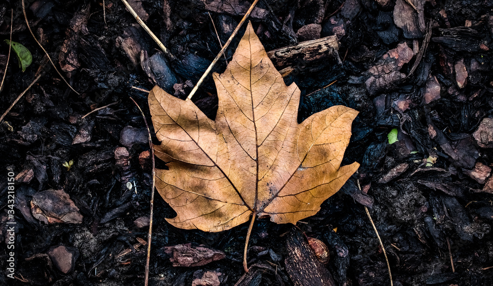 Isolated, vibrant, dead brown leaf centered, in the middle of the picture, surrounded by wet dirt and fallen sticks, from a top-down view.