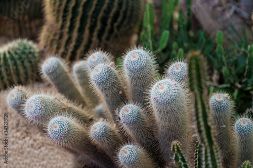many white fluffy cacti on the background of a large green cactus