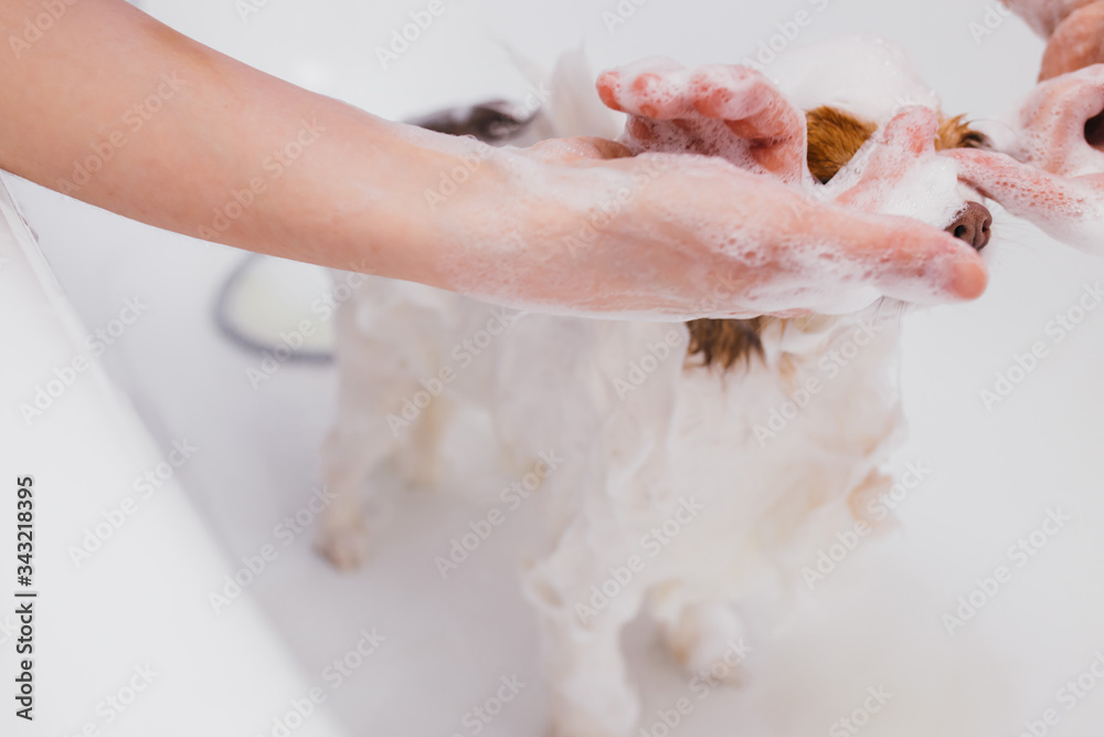 Fototapeta premium adorable little pet dog take shower in bath before grooming, hair cutting by professional groomer in salon. health care of animals concept