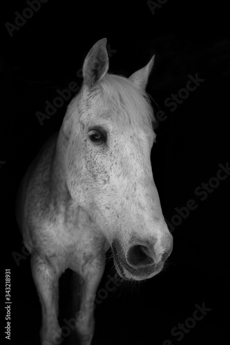 Portrait von einem wei  en Pferd vor schwarzem Hintergrund.