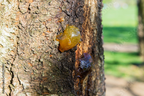 Sap, starting to go translucent, oozing from a cherry tree trunk most likely caused by bacterial or fungal canker a process known as gummosis photo