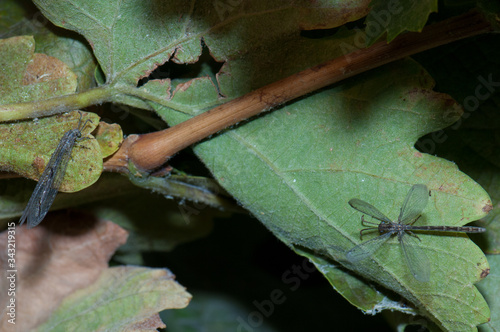 Antlions Myrmeleon alternans on a vine leaves. Cruz de Pajonales. Tejeda. Gran Canaria. Canary Islands. Spain. photo