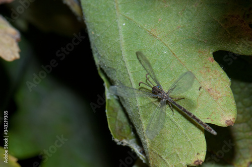 Antlion Myrmeleon alternans on a vine leaf. Cruz de Pajonales. Tejeda. Gran Canaria. Canary Islands. Spain. photo
