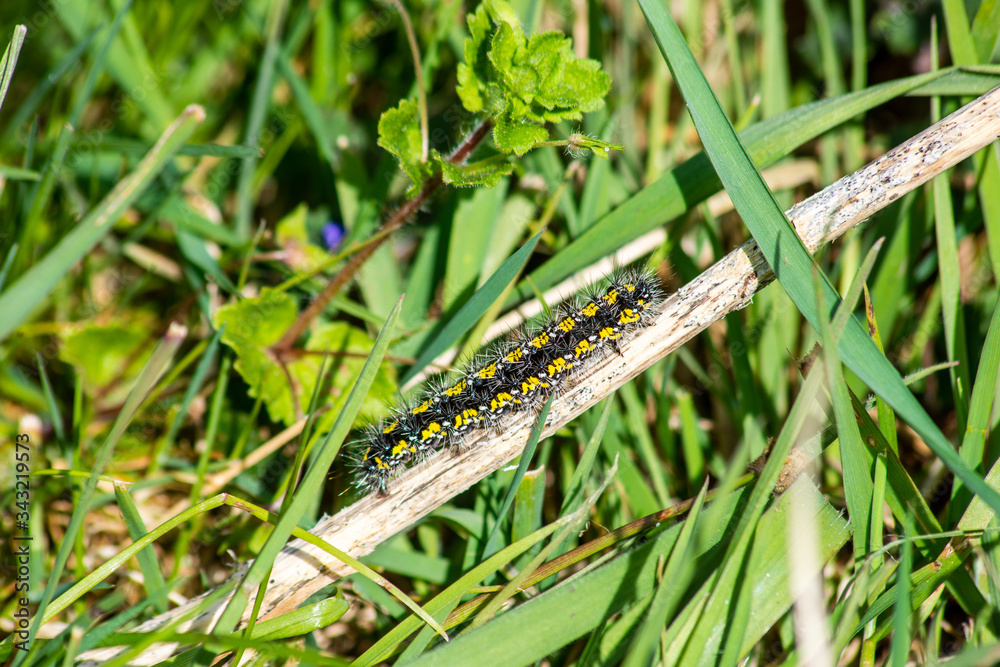 A black and yellow spiky caterpillar of the scarlet tiger moth Callimorpha dominula crawling on a dead plant stem surrounded by grass
