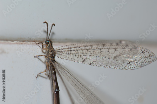 Antlion Myrmeleon alternans on a wall tile. Cruz de Pajonales. Tejeda. Gran Canaria. Canary Islands. Spain. photo
