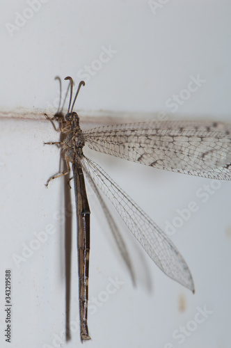 Antlion Myrmeleon alternans on a wall tile. Cruz de Pajonales. Tejeda. Gran Canaria. Canary Islands. Spain. photo