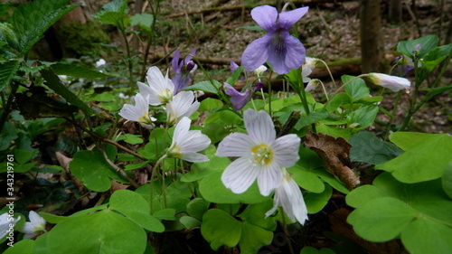 forget me not