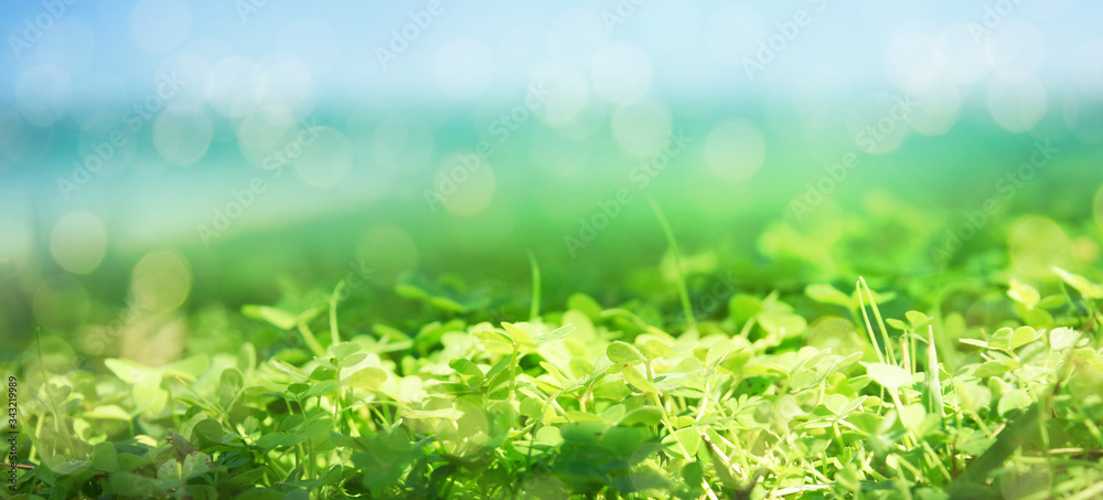 Fresh clover green grass. Nature background