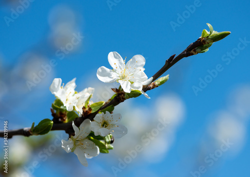 Flowers of a blooming tree