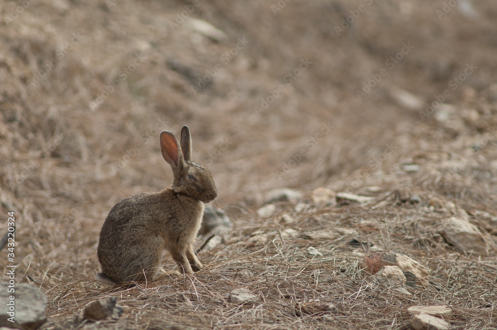 Sick European rabbit Oryctolagus cuniculus. Pajonales. Integral Natural Reserve of Inagua. Tejeda. Gran Canaria. Canary Islands. Spain. Sick European rabbit Oryctolagus cuniculus. Pajonales. Integral Natural Reserve of Inagua. Tejeda. Gran Canaria. Canary Islands. Spain.