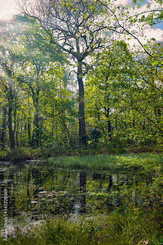 Perceton Woods By Irvine North Ayrshire Scotland at Early morning with Reflected Light Coming through the Trees.