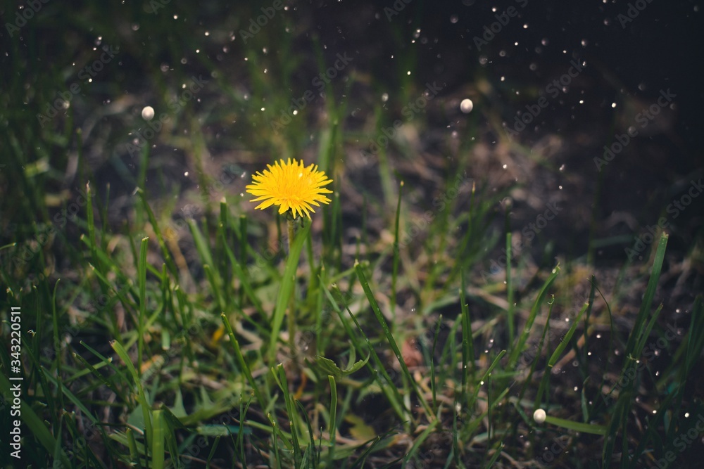dandelions in the grass