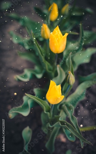 yellow flower in water