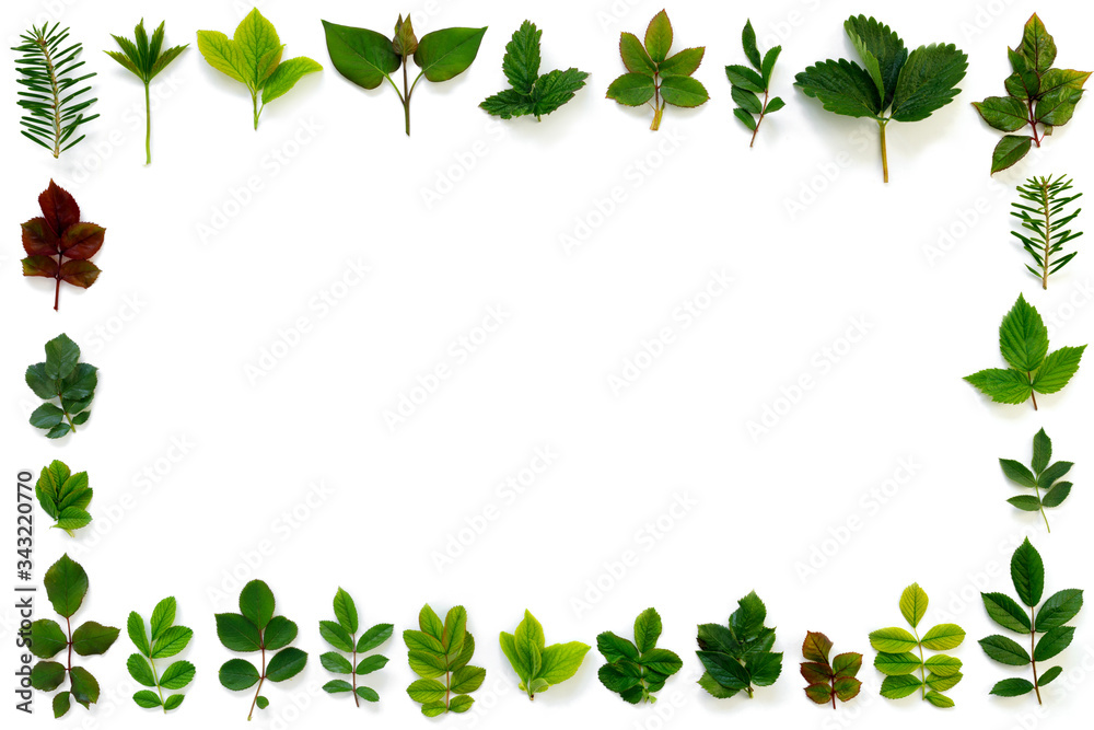 Pattern of various green leaves on  white isolated background.