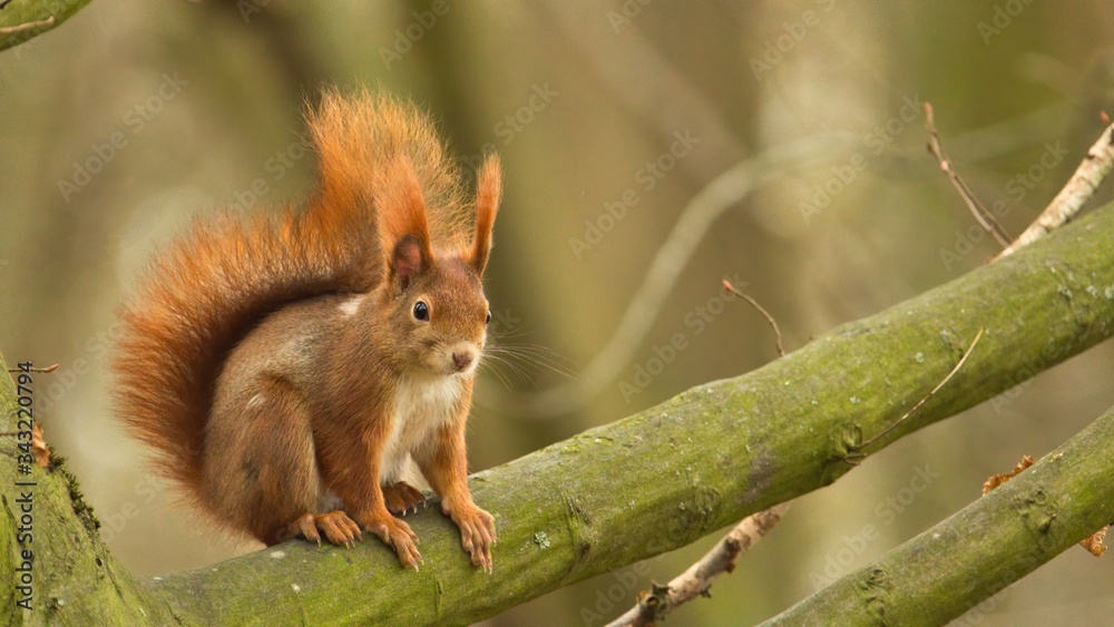 Eurasian red squirrel sitting on a branch, sciurus vulgaris Eurasian red squirrel sitting on a branch, sciurus vulgaris