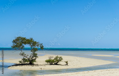 minimalist seascape landscape with two trees on the foreground on a sunny day new caledonia