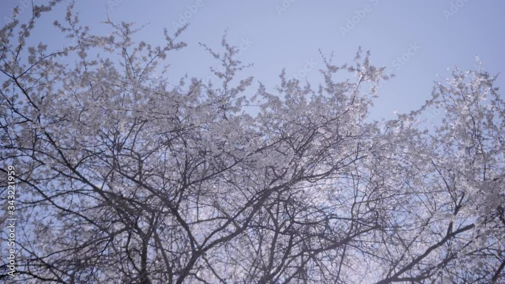 A tree bloomed with white flowers in spring A tree bloomed with white flowers in spring