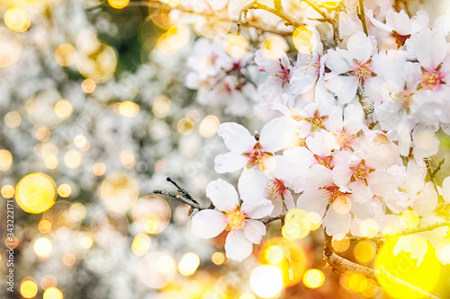 Spring flower background