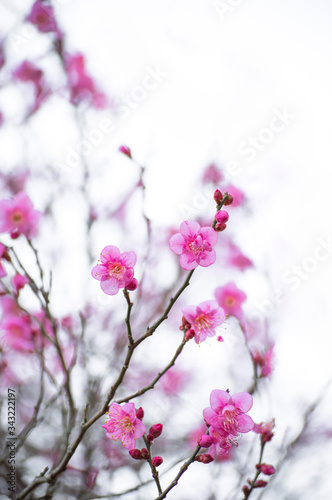 Branches with cherry blossoms