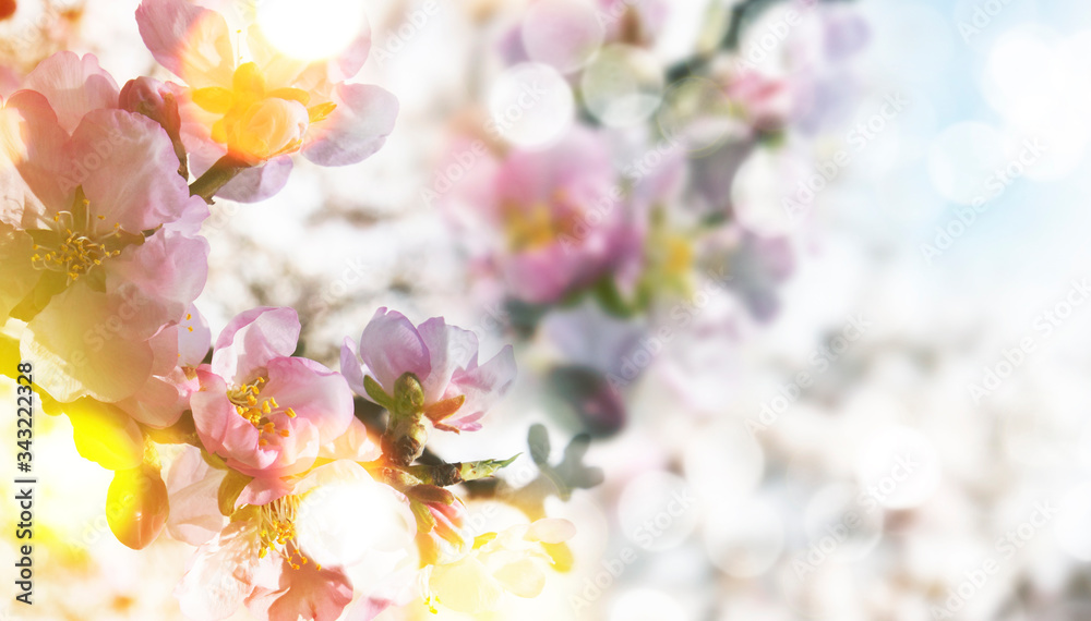 Spring background with Almond Blossom