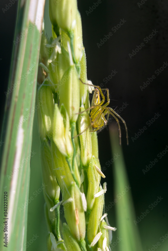 rice pests rice pests
