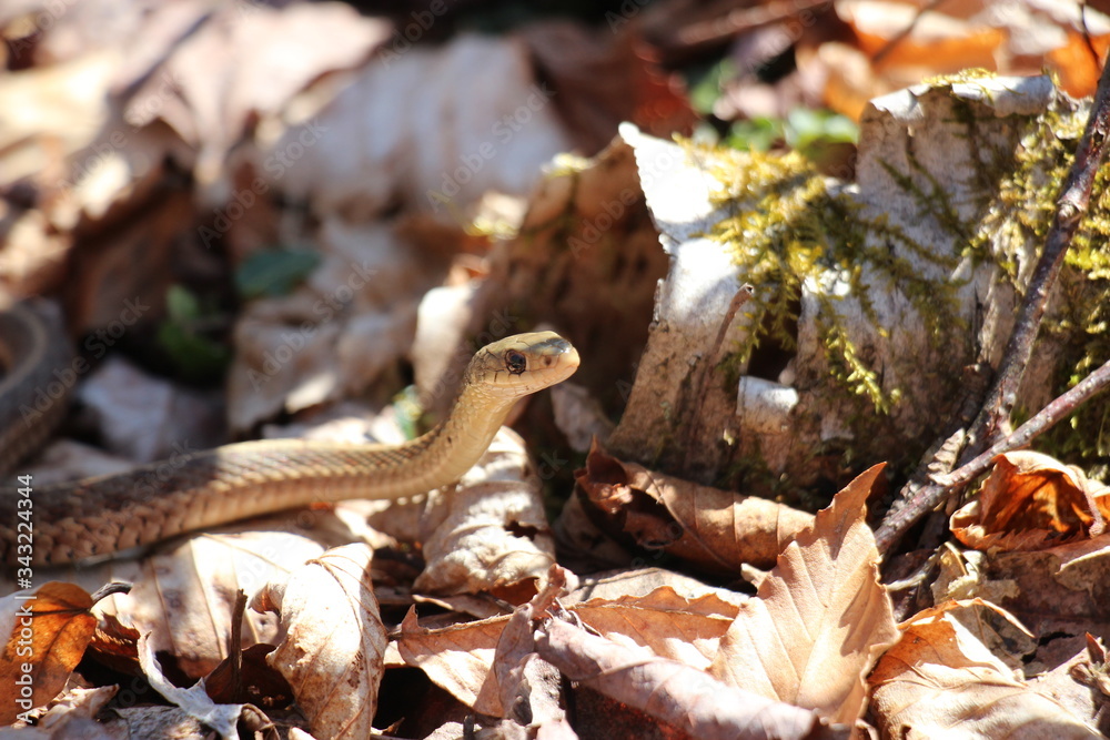 Naklejka premium garter snake
