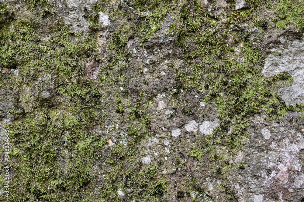 Green moss on the rock. stone overgrown with a bhomme