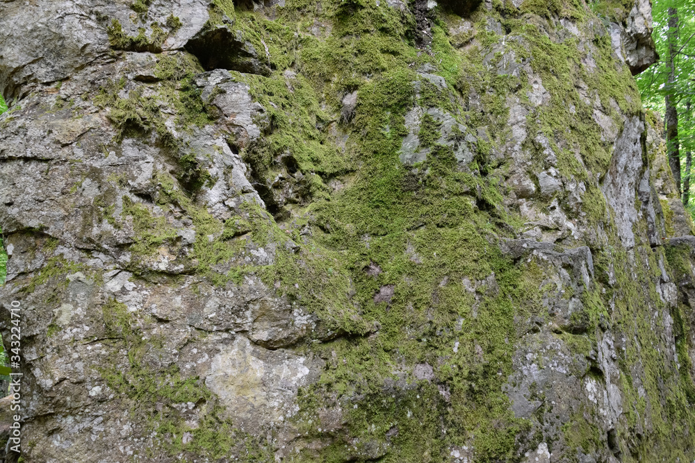 Green moss on the rock. stone overgrown with a bhomme Green moss on the rock. stone overgrown with a bhomme