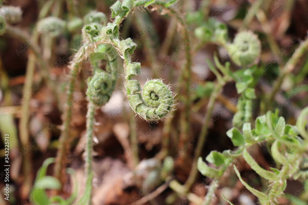 fern fern