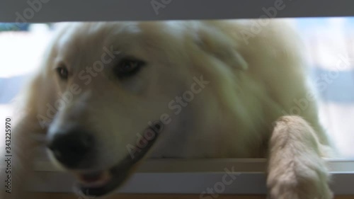 Closeup of one white great pyrenees dog eyes looking through open window brown eyes begging for food funny humor with paws up on windowsill frame eating treats 