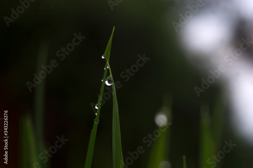 water droplet on a leaf
