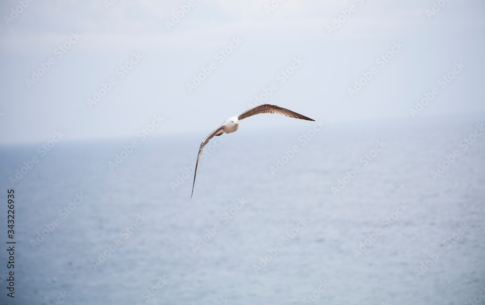 Seagulls flying in the port of the Spanish city of Aguilas Seagulls flying in the port of the Spanish city of Aguilas
