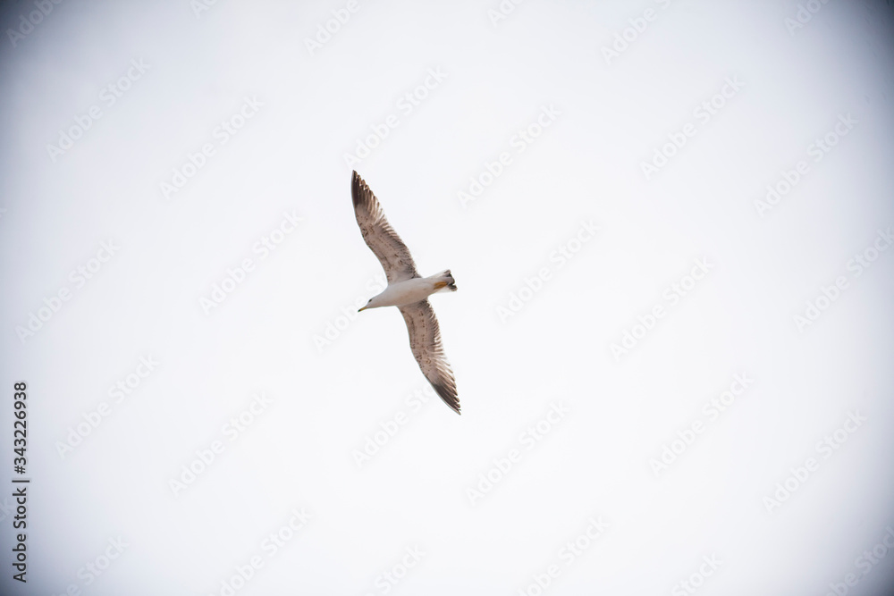 Obraz premium Seagulls flying in the port of the Spanish city of Aguilas