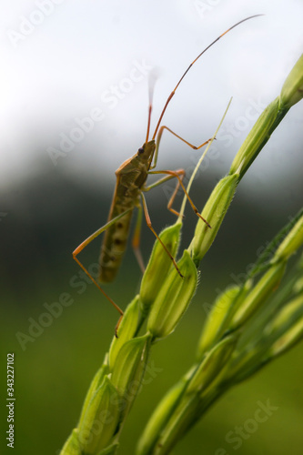 rice pests