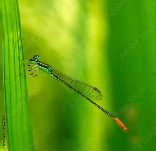 dragonfly 