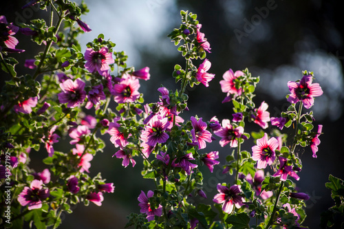 Foto Mallow flowers on the way up to Castillo de Aguilas, Murcia, Spain
