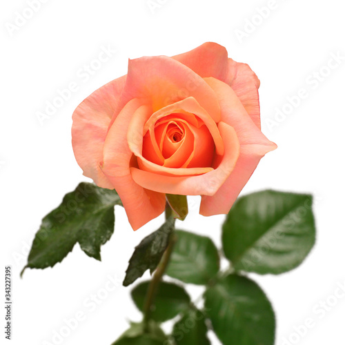 Elegant rose isolated on a white background. Beautiful head flower. Spring time, summer. Easter holidays. Garden decoration, landscaping. Floral floristic arrangement