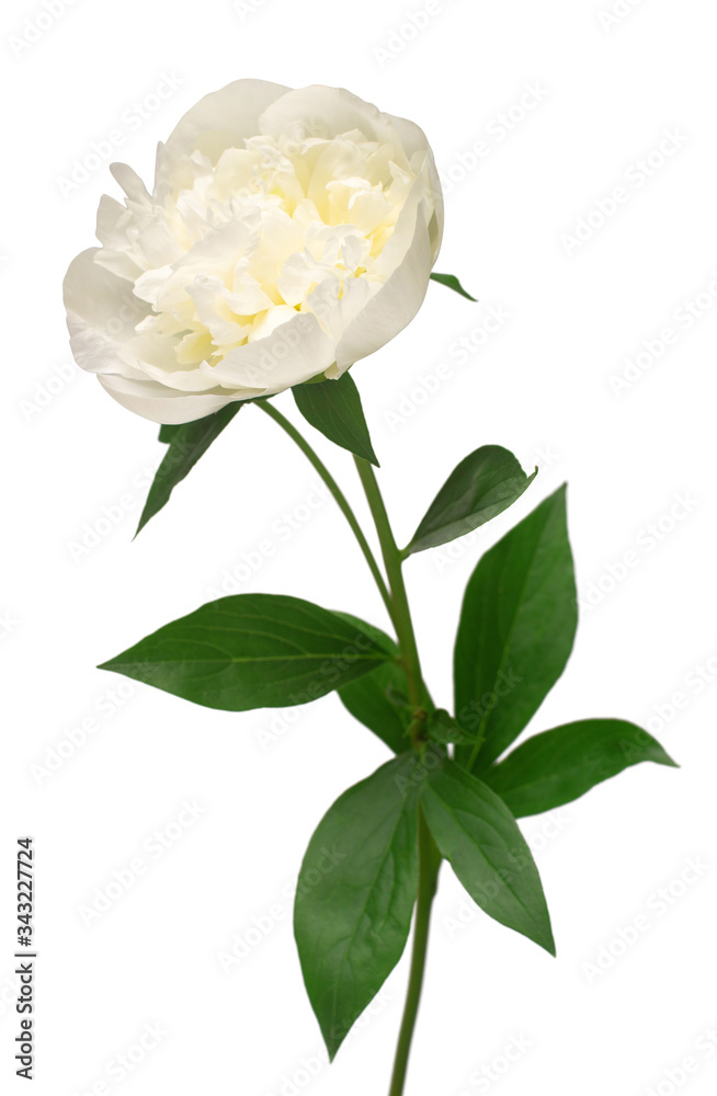 Peony flower isolated on white background. Floral pattern, object. Flat lay, top view Peony flower isolated on white background. Floral pattern, object. Flat lay, top view