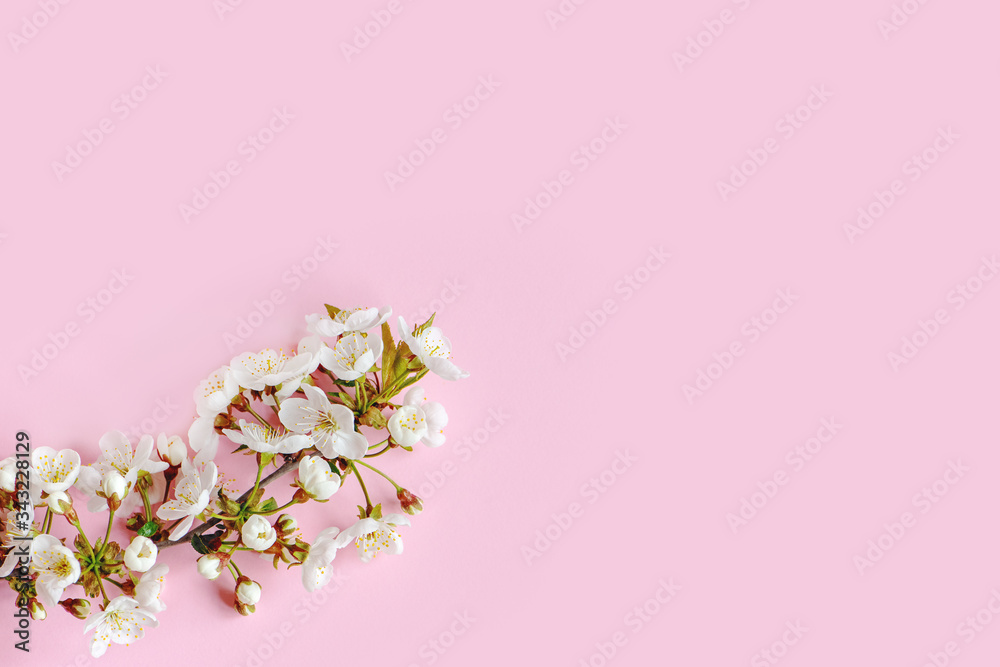 Cherry blossoms on pink background.