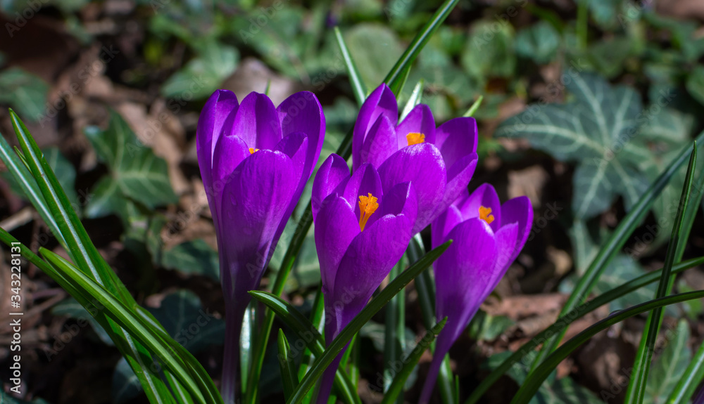 Blooming purple crocus flowers, first spring flowers in the forest